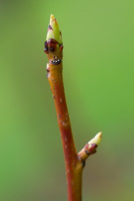 Liquidambar styraciflua 'Rotundiloba' - ambroň západní - pupen